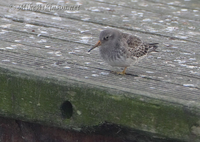 Purple Sandpiper