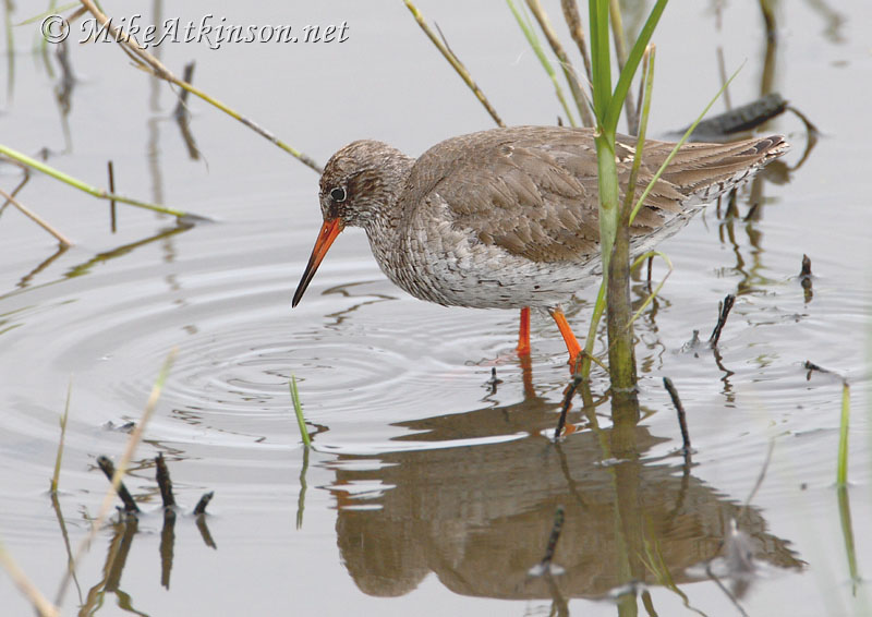 Redshank