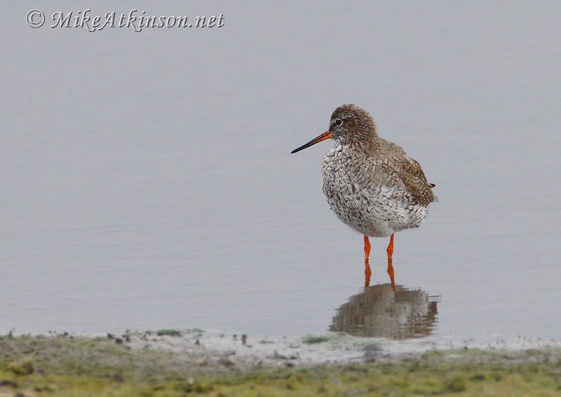 Redshank