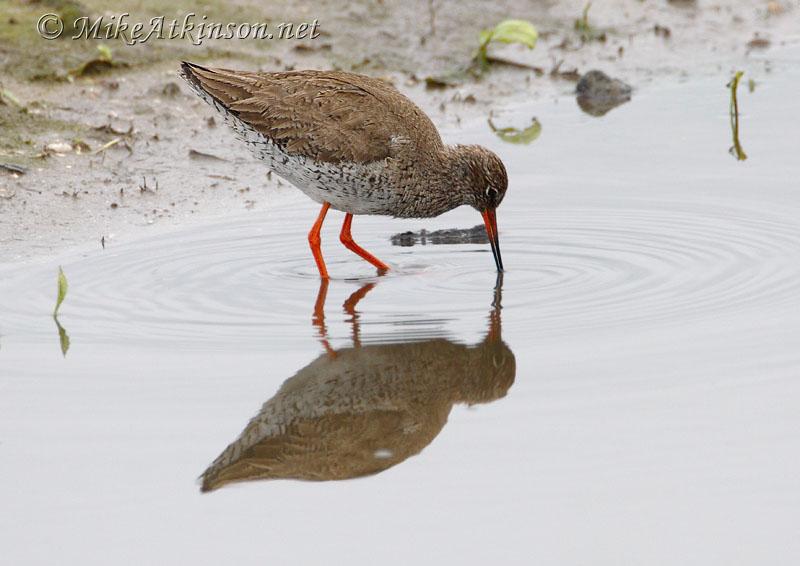 Redshank