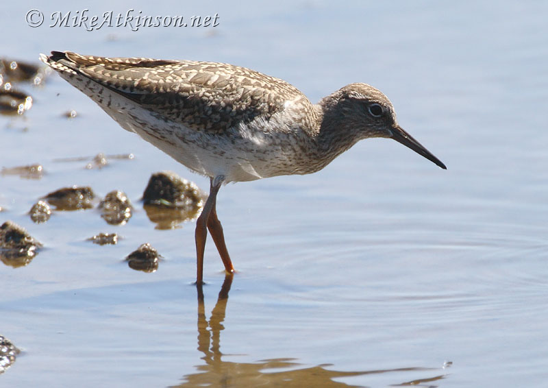 Redshank