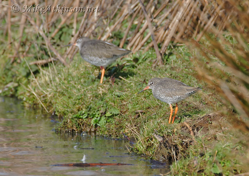 Redshank