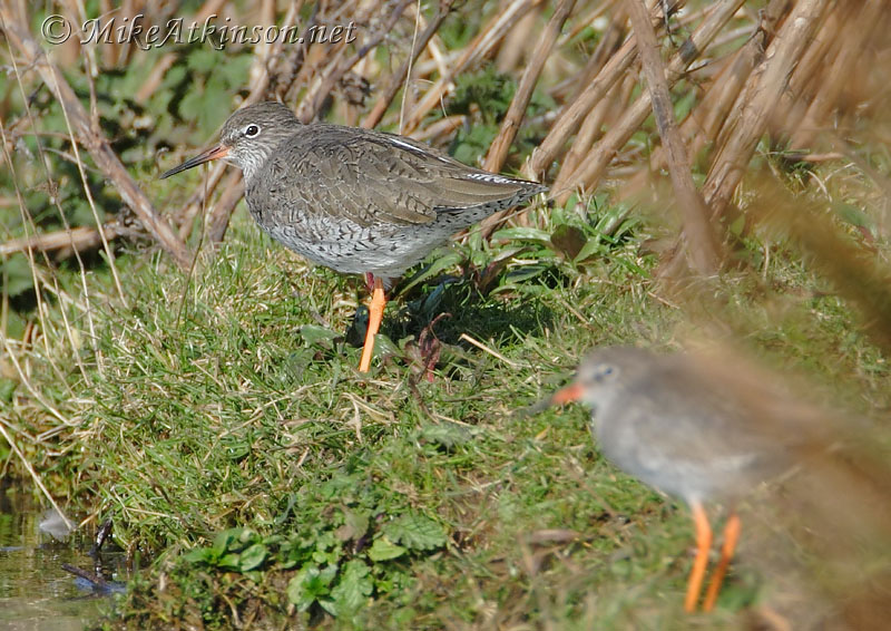 Redshank