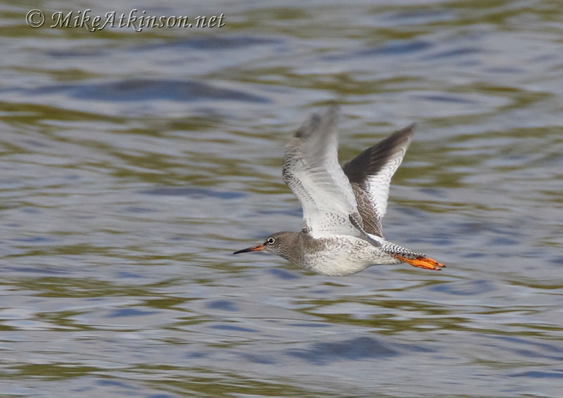 Redshank