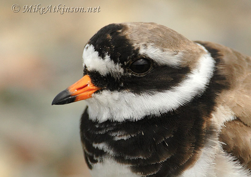 Ringed Plover