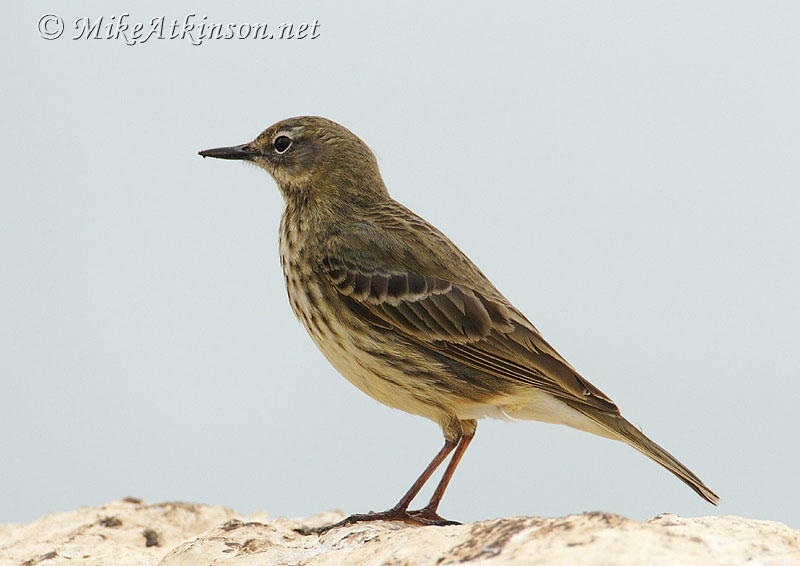 Rock Pipit