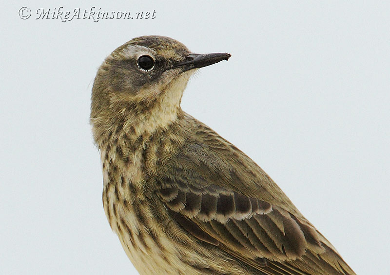 Rock Pipit