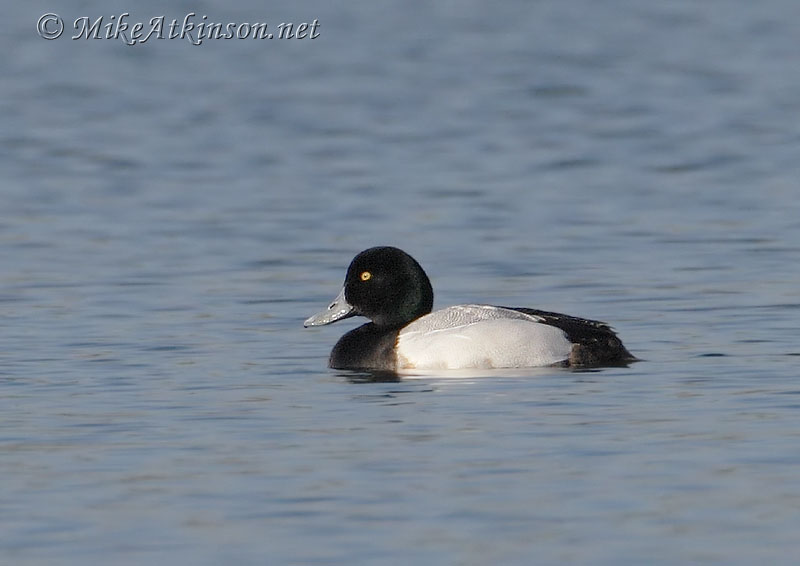 Scaup