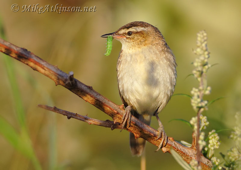 Sedge Warbler