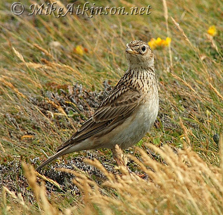 Skylark