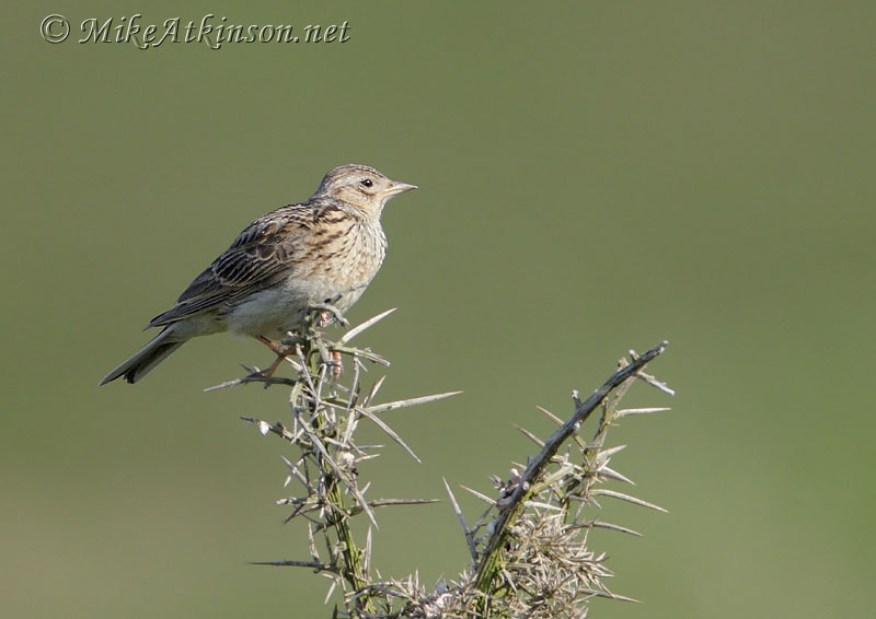 Skylark