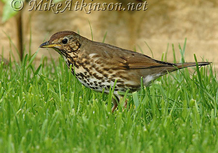 Song Thrush