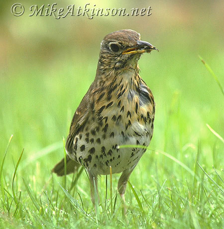 Song Thrush
