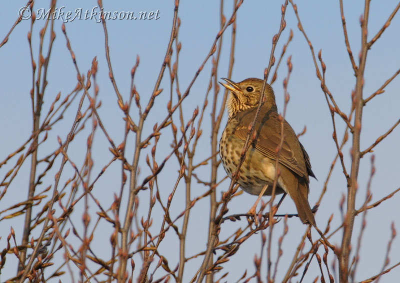 Song Thrush