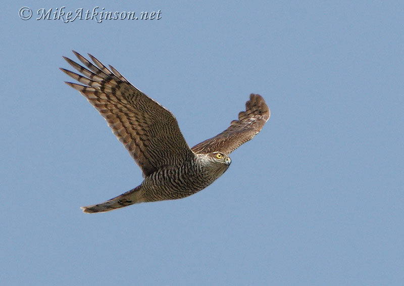 Sparrowhawk