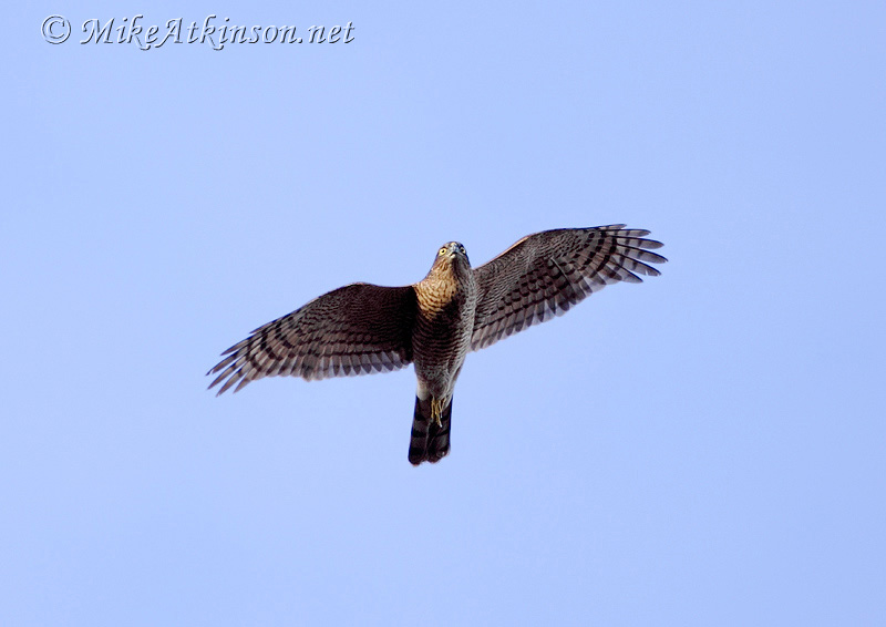 Sparrowhawk