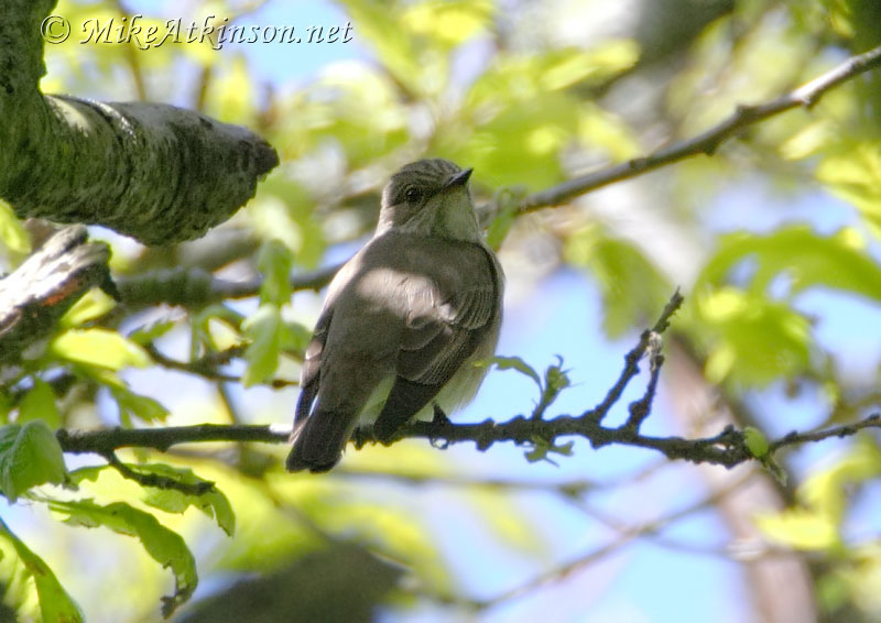Spotted Flycatcher