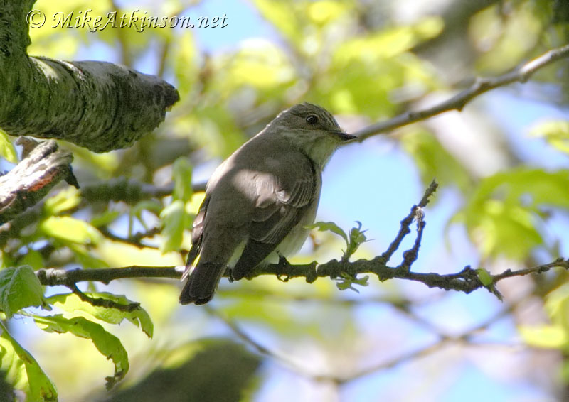Spotted Flycatcher