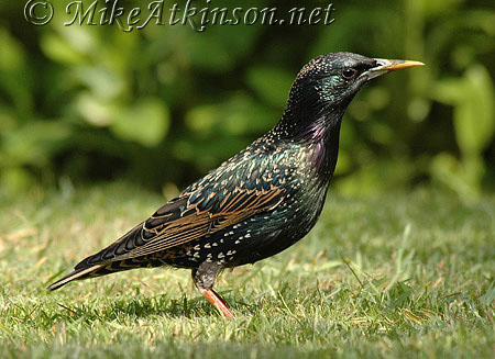 Starling