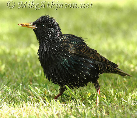 Starling
