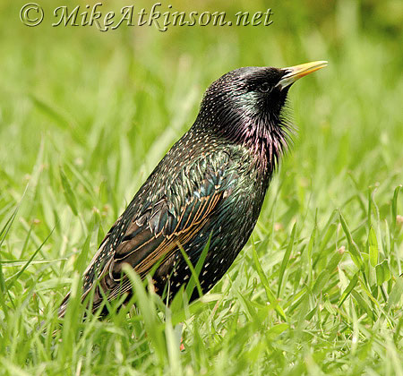 Starling
