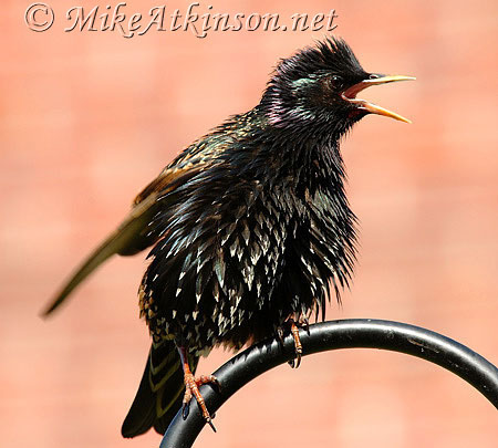 Starling