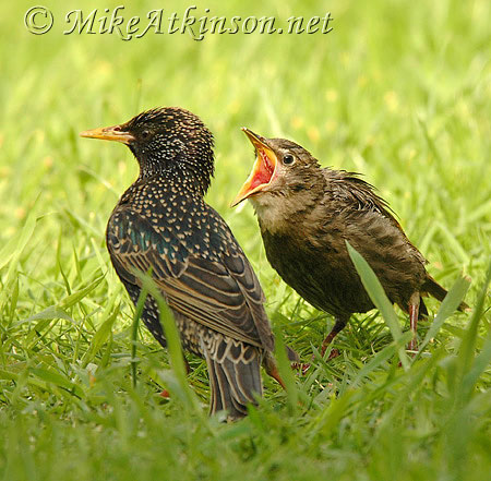 Starling