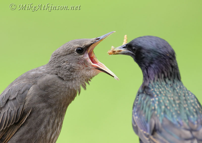 Starling