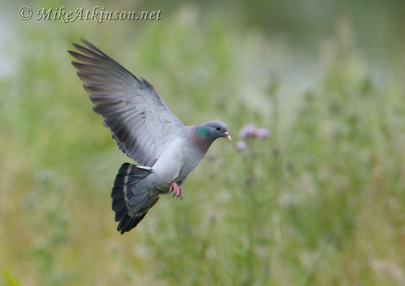 Stock Dove