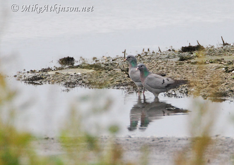 Stock Dove