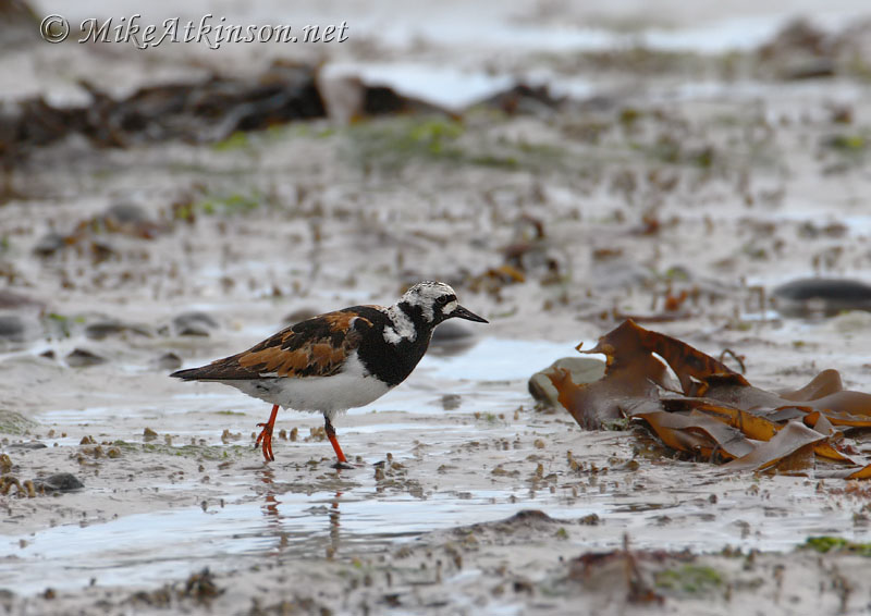 Turnstone
