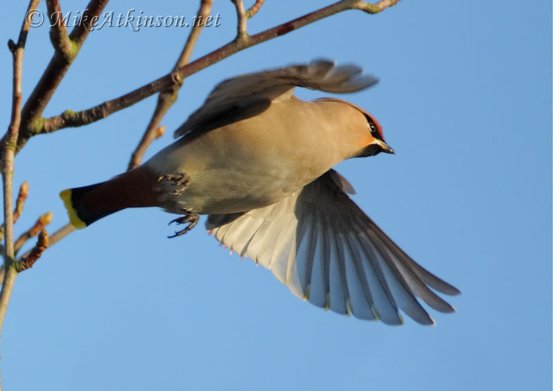 Waxwing