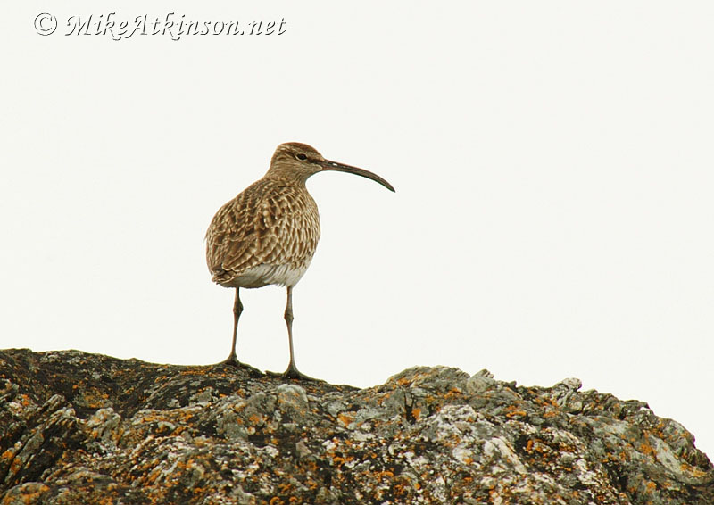 Whimbrel