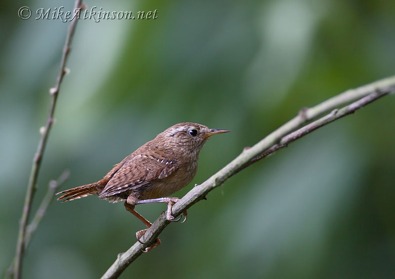 Wren