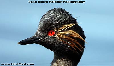 Dean Eades