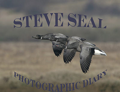 Steve Seal