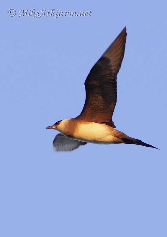 Arctic Skua