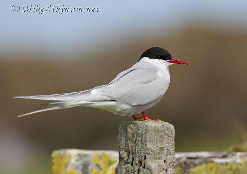Arctic Tern