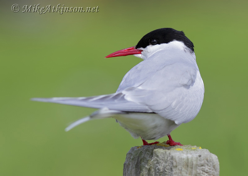 Arctic Tern