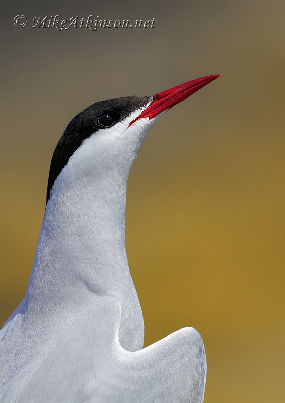 Arctic Tern