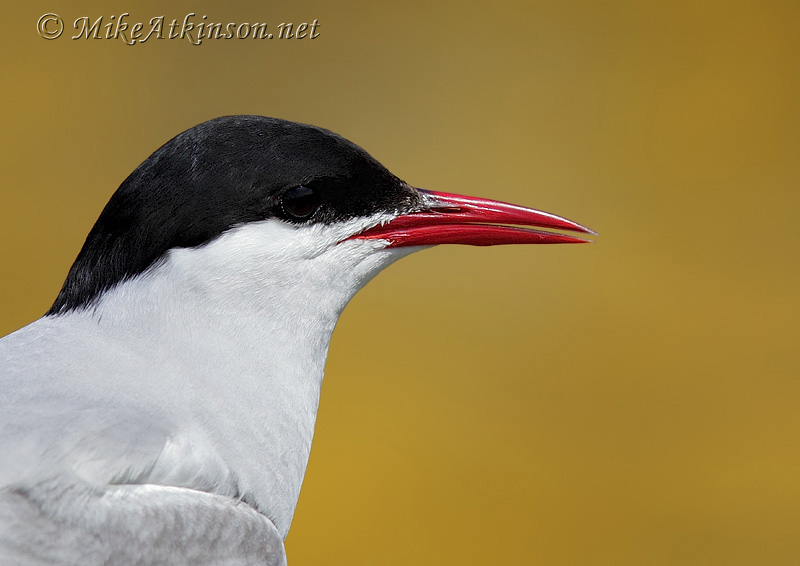 Arctic Tern