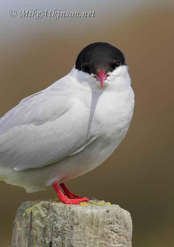 Arctic Tern