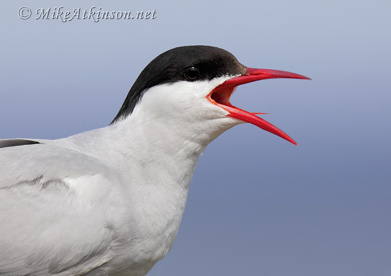 Arctic Tern