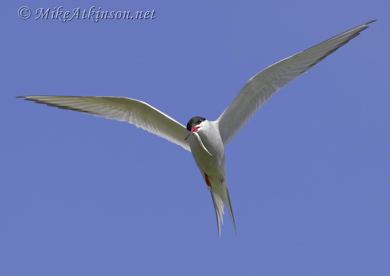 Arctic Tern