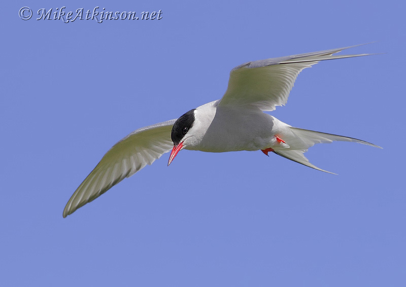 Arctic Tern