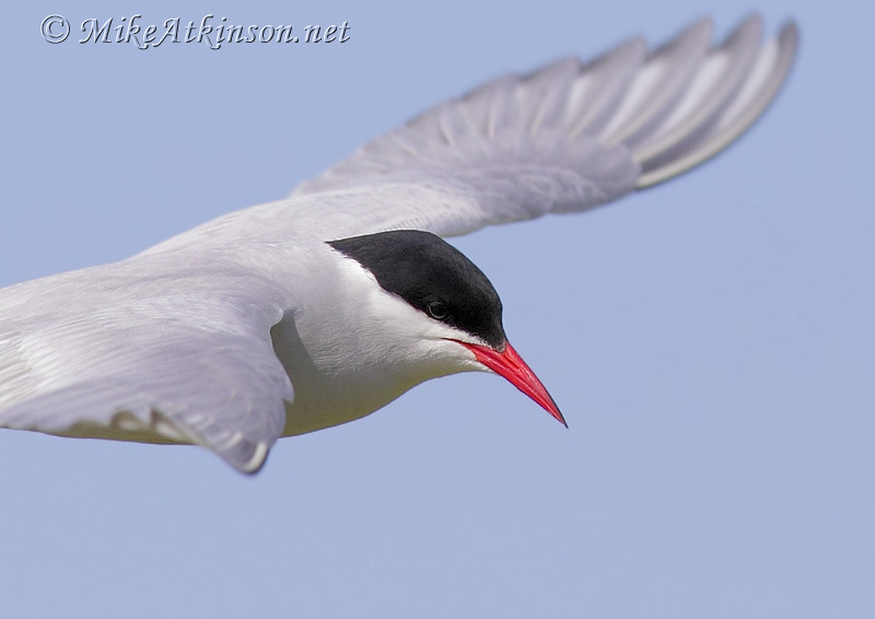 Arctic Tern