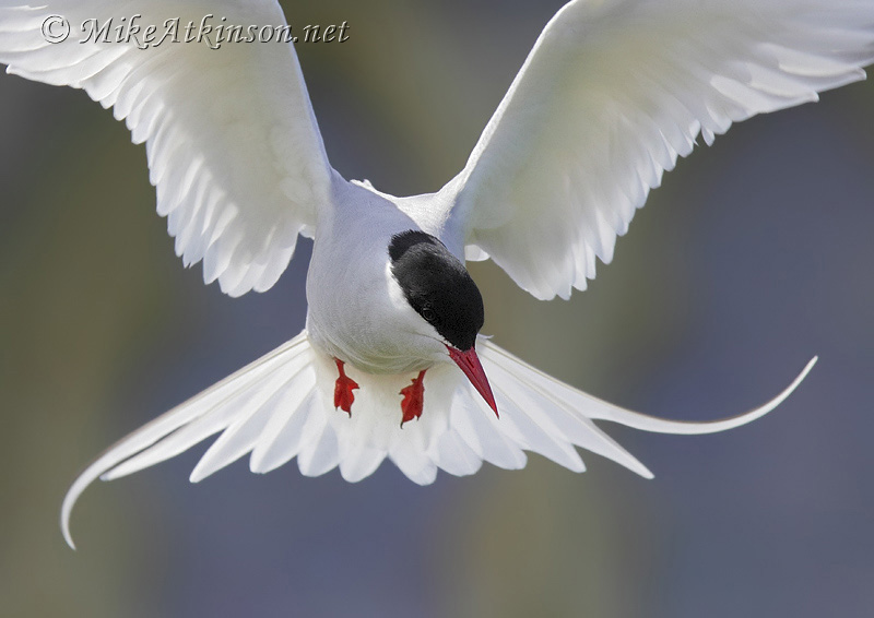 Arctic Tern