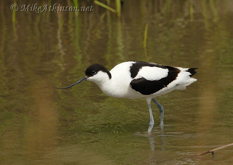 Avocet