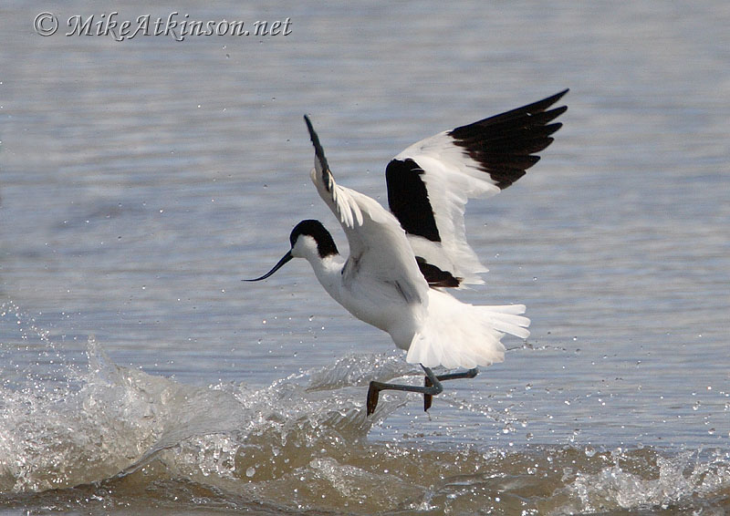 Avocet