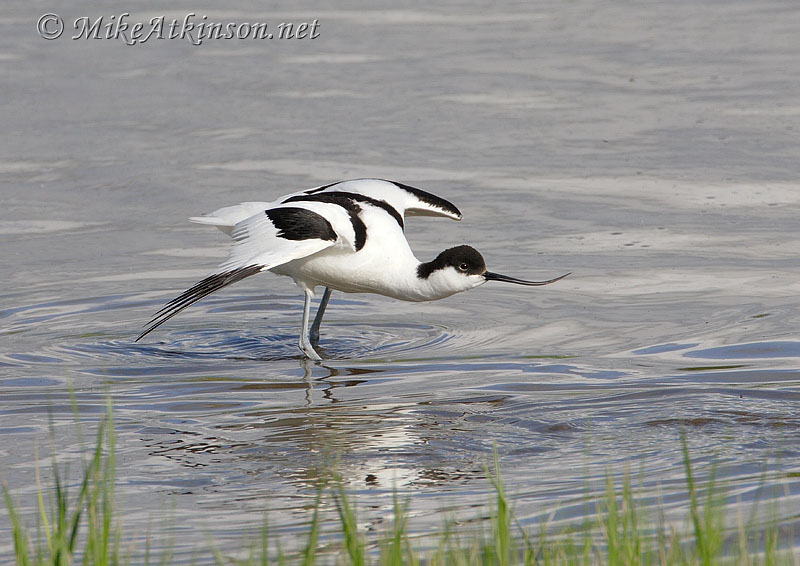 Avocet